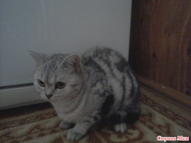Кошка упала с 10 этажа