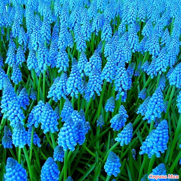 Детский комплект "Muscari"