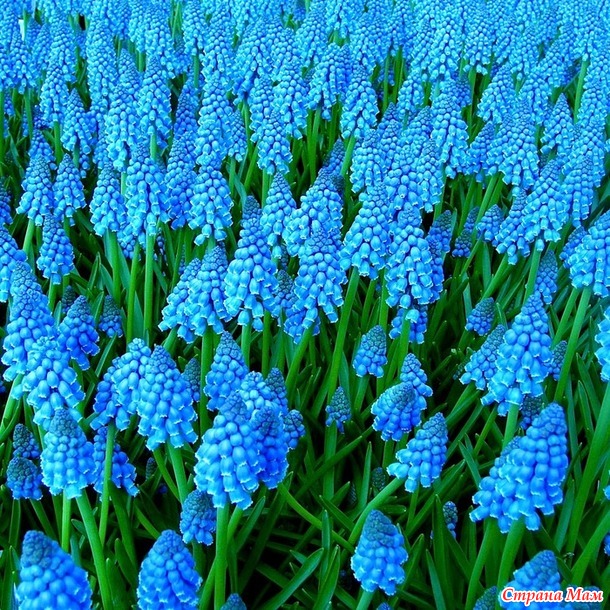   "Muscari"