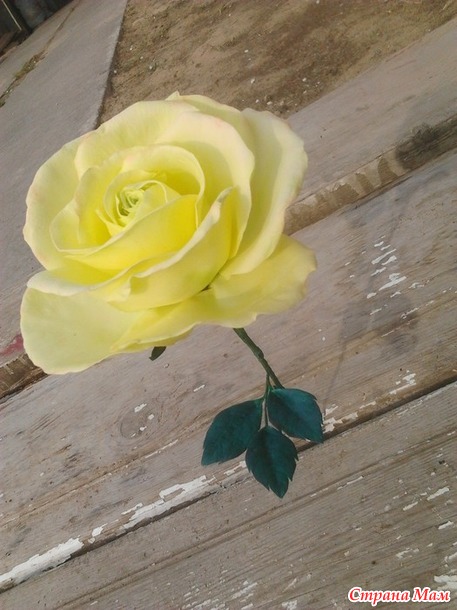 Лимонная роза