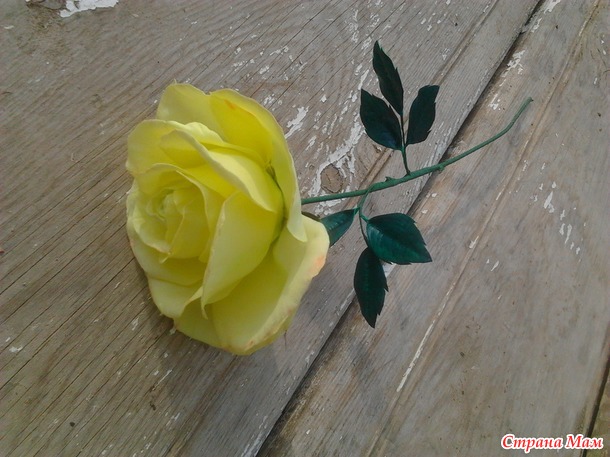 Лимонная роза