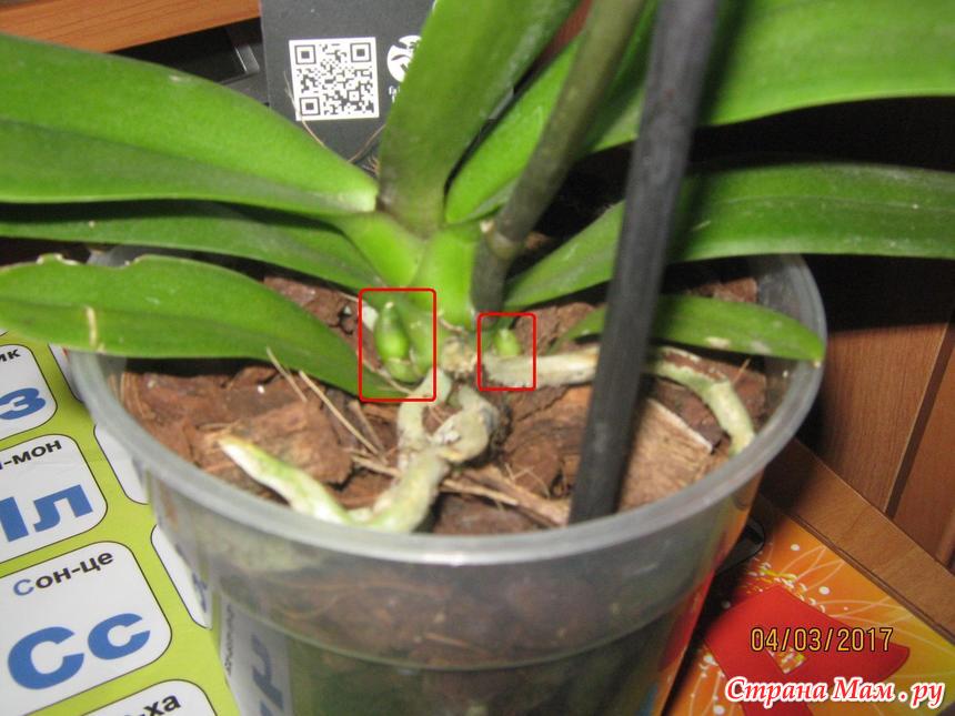 Пересадка орхидей в домашних условиях с фото пошагово
