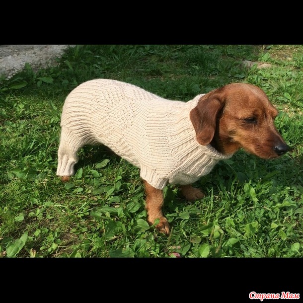 комбезик для таксочки