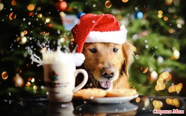 Солнечный Новогодний обмен открытками 2018. Хвастаемся открытками;)