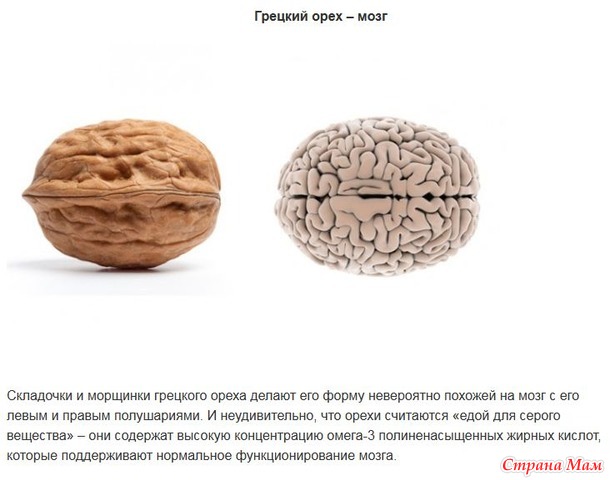 "Ты то, что ешь" или какие продукты для какого органа в нашем организме