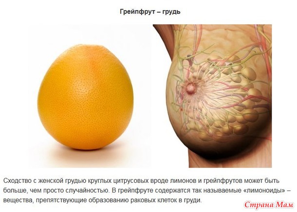 "Ты то, что ешь" или какие продукты для какого органа в нашем организме
