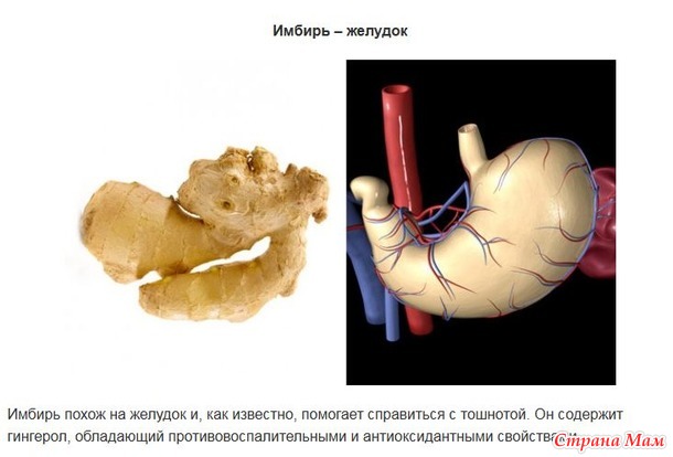 "Ты то, что ешь" или какие продукты для какого органа в нашем организме