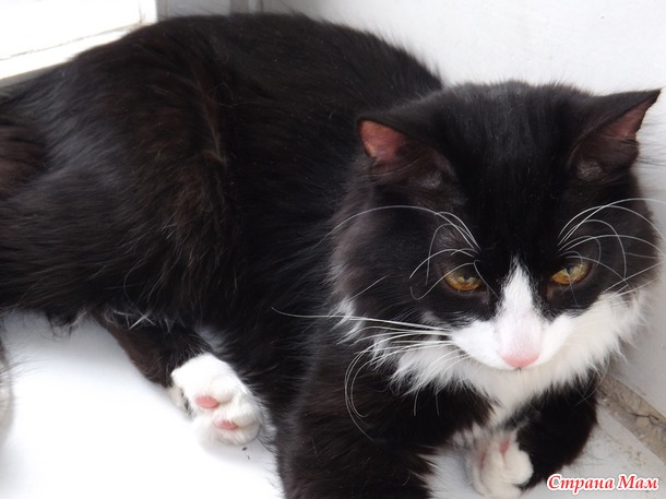 Котик - обормотик!!!