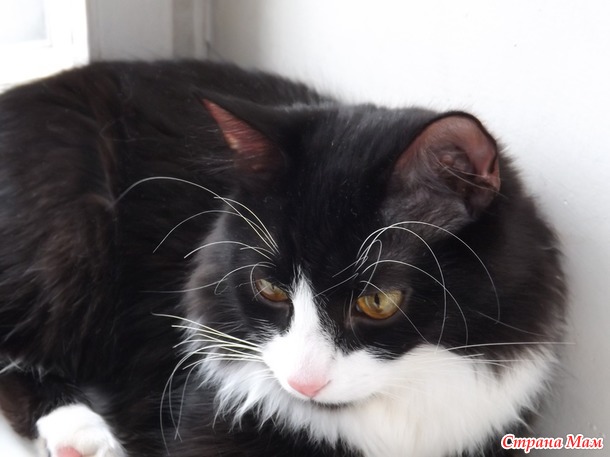 Котик - обормотик!!!