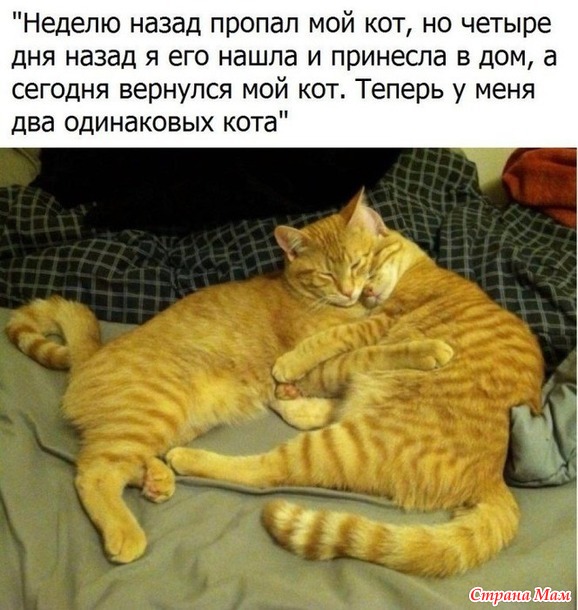 1 марта отмечается День кошек!