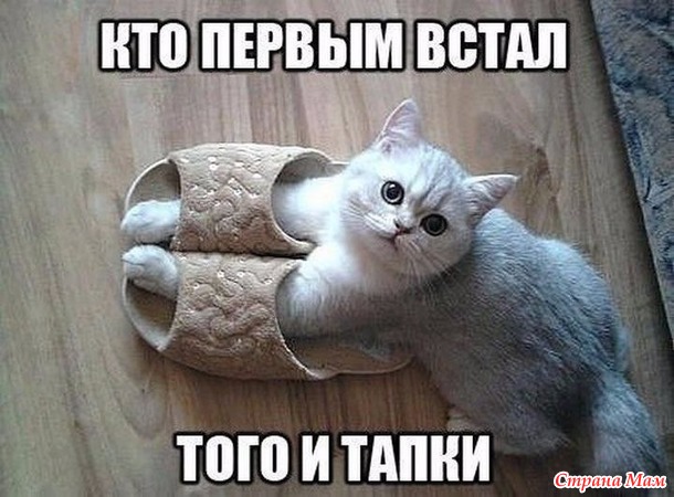 1 марта отмечается День кошек!