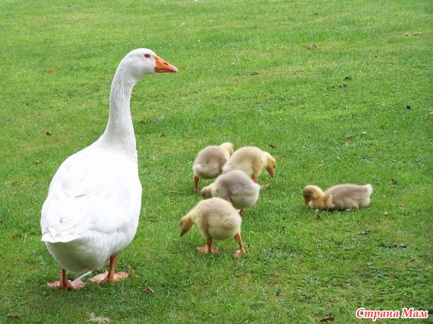 ��� ������������ �� ������� ��� �����.