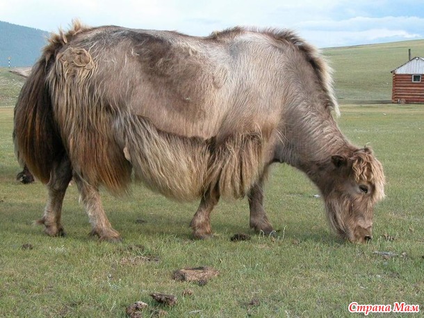 Монгольский Як или Сарлык