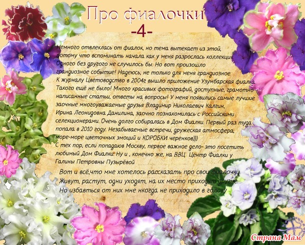 Про меня и про фиалки (Как раз и навсегда поселились в моём сердце эти растения)
