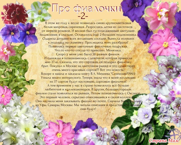 за что я люблю фиалки. Смотреть фото за что я люблю фиалки. Смотреть картинку за что я люблю фиалки. Картинка про за что я люблю фиалки. Фото за что я люблю фиалки