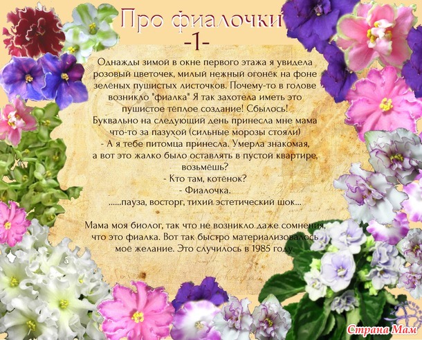 за что я люблю фиалки. Смотреть фото за что я люблю фиалки. Смотреть картинку за что я люблю фиалки. Картинка про за что я люблю фиалки. Фото за что я люблю фиалки