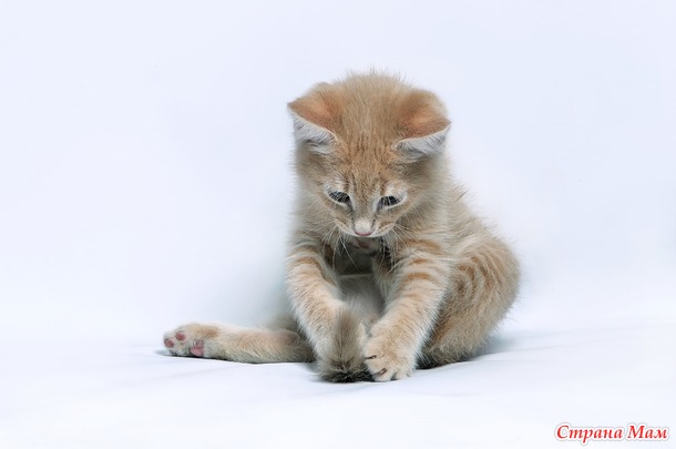 Фотосессия рыженького котенка