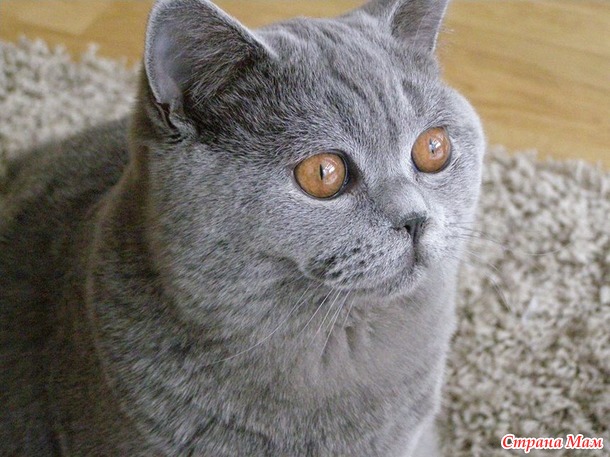 Мои коты, мое богатство :) Много котофото!