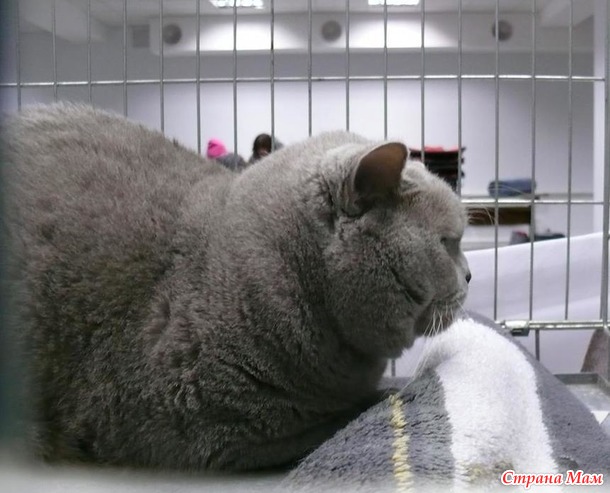 Мои коты, мое богатство :) Много котофото!