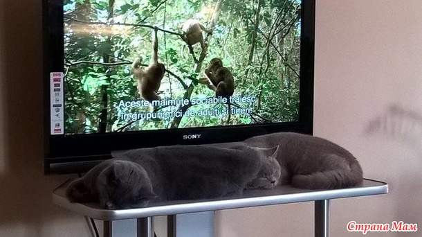 Мои коты, мое богатство :) Много котофото!