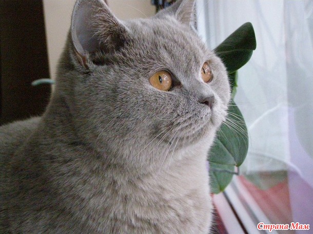 Мои коты, мое богатство :) Много котофото!