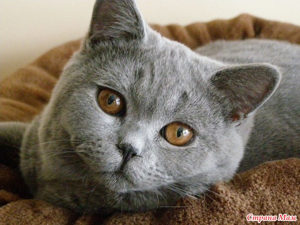 Мои коты, мое богатство :) Много котофото!