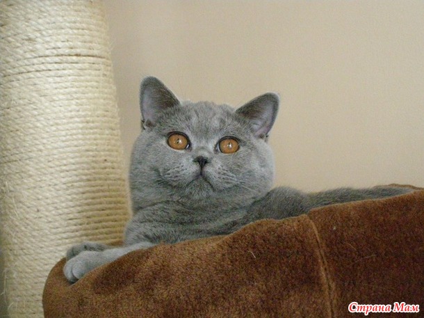 Мои коты, мое богатство :) Много котофото!