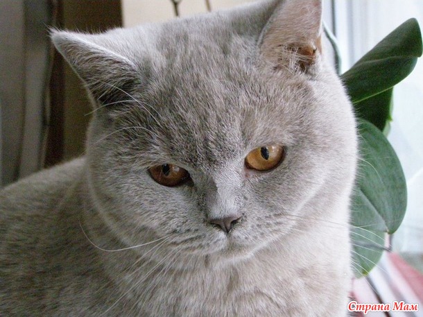 Мои коты, мое богатство :) Много котофото!