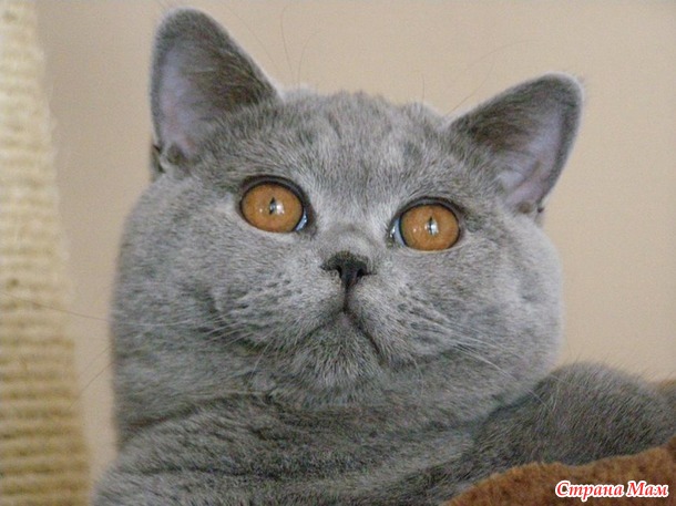 Мои коты, мое богатство :) Много котофото!