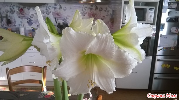 мои цветочки