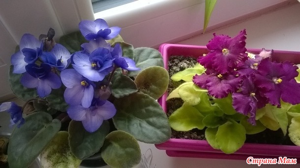 мои цветочки