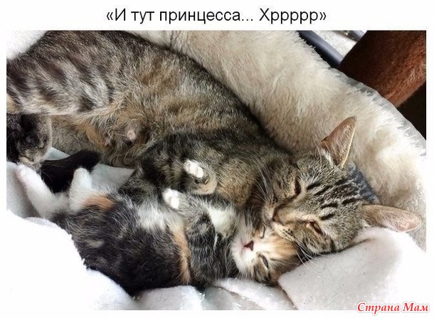 Животные-родители тоже устают.