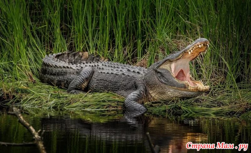 к чему снятся охота на крокодилов