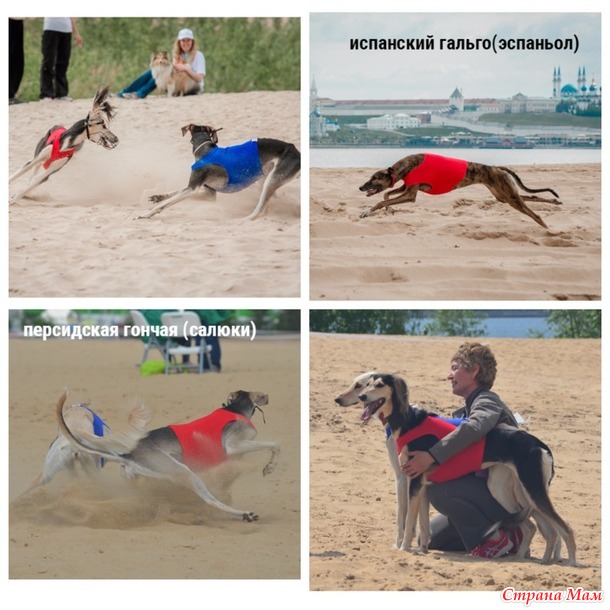 Собачий спорт
