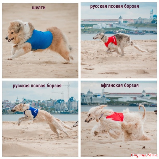 Собачий спорт
