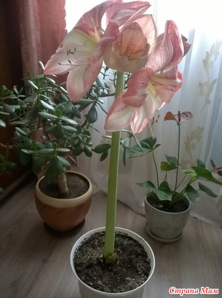    )))