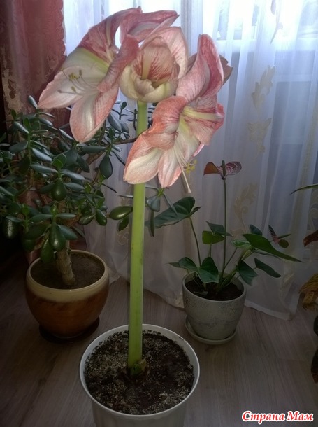    )))