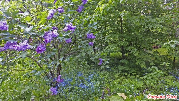 Великое Княжество, июнь-2017