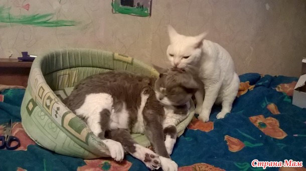 У нас новый ребенок, Франтишек. Кью ревнует. бьет его. что делать? Подскажите.