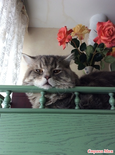 Отстрел домашних животных или часть Третья, ну очень зверская)))