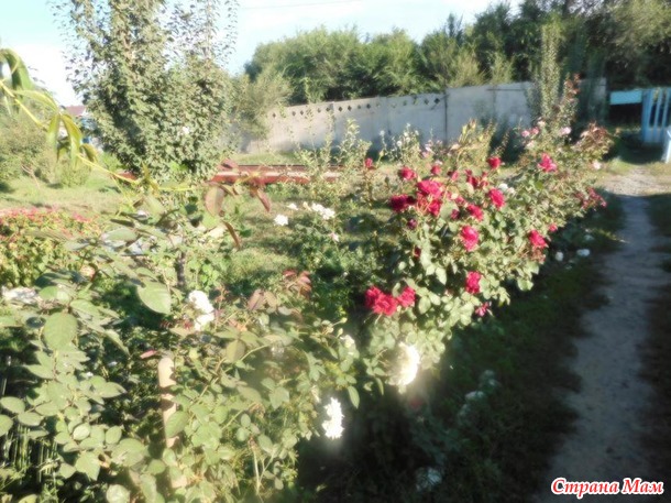 Отдых на озере Алаколь