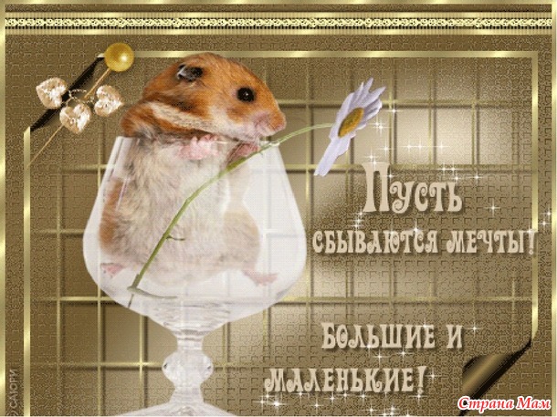 Норка моего хомяка.