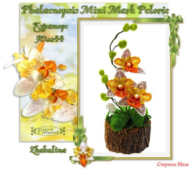      Phalaenopsis Mini Mark 'Peloric'