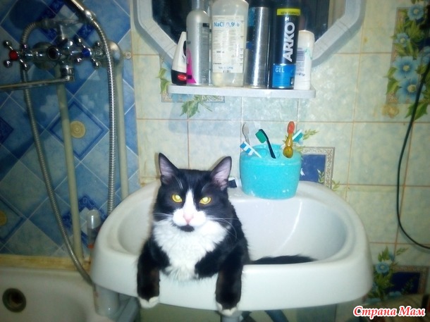 Кооооты... как много в этом слове!!!