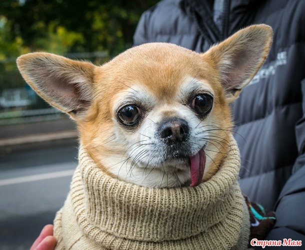 ���������. ������� 2017. �����-������) ����� ���� + �����!