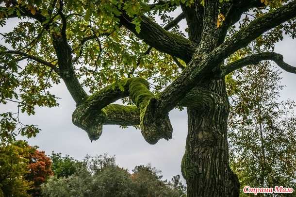 ���������. ������� 2017. �����-������) ����� ���� + �����!