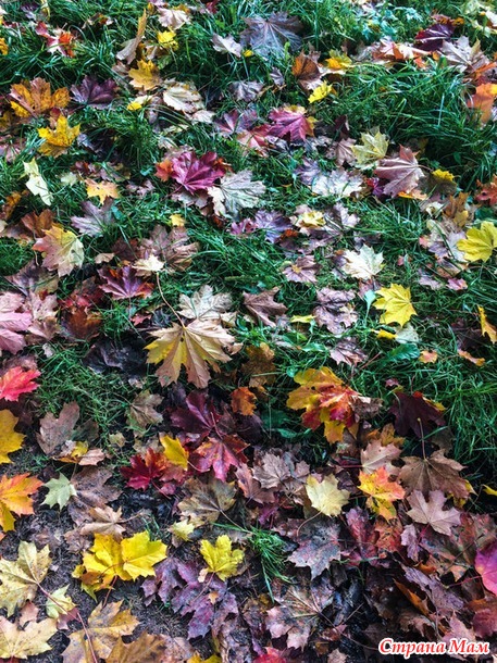 ���������. ������� 2017. �����-������) ����� ���� + �����!