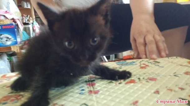 Мои котодетки.