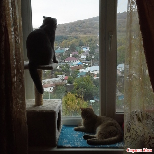 Шанечка и Манечка