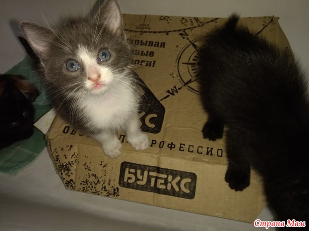 Котята в добрые руки